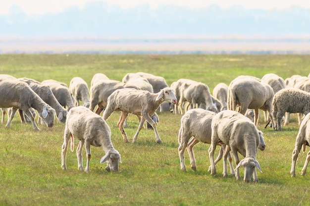 Rebanho de ovelhas, ovelhas no campo