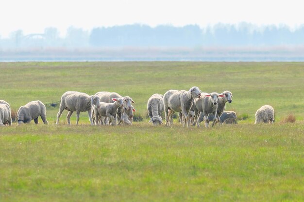 Rebanho de ovelhas, ovelhas no campo