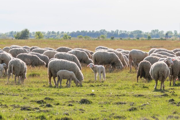 Rebanho de ovelhas, ovelhas no campo