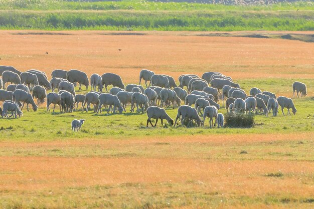 Rebanho de ovelhas, ovelhas no campo