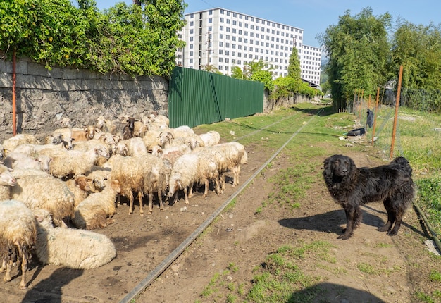 Rebanho de ovelhas Ovelhas pastam na cidade Criação de gado Pastores com um rebanho Cão pastor O cachorro está observando o rebanho