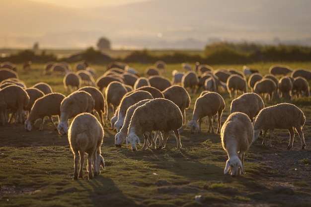 Rebanho de ovelhas pastando ao pôr do sol