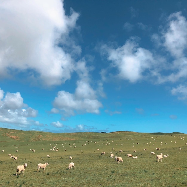 Foto rebanho de ovelhas pastando em um campo