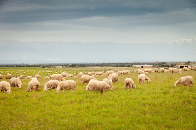 Rebanho de ovelhas pastando em um prado