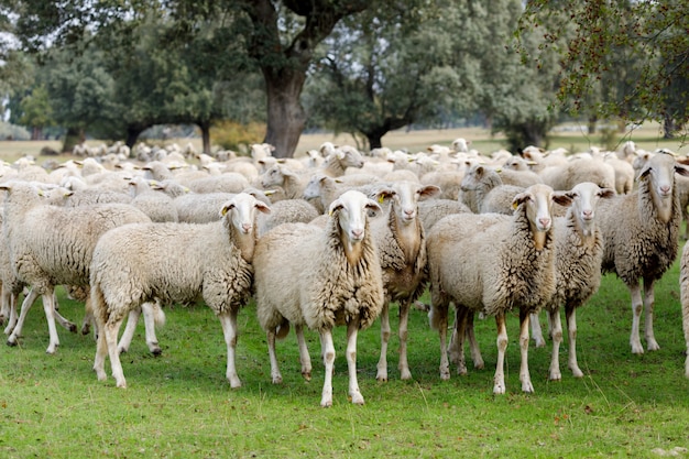 Rebanho de ovelhas pastando