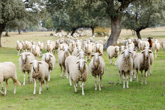 Rebanho de ovelhas pastando