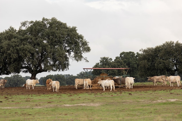 Rebanho de ovelhas pastando