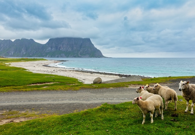 Rebanho de ovelhas perto da praia de Haukland. Visão nublada de verão. Noruega, Lofoten.