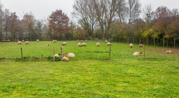 Foto rebanho de ovelhas