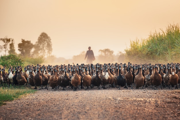 Rebanho, de, patos, com, agricultor, herding, ligado, estrada sujeira