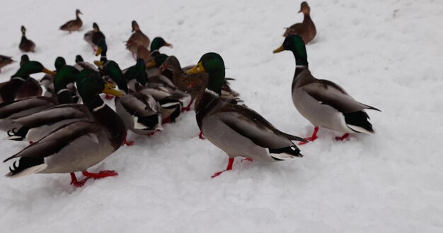 rebanho de patos na neve durante o inverno na Europa