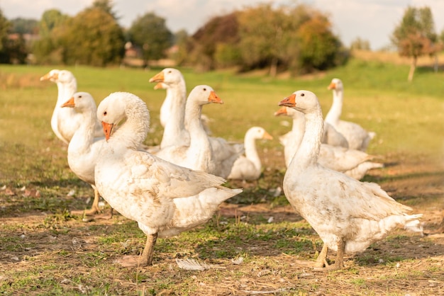 Rebanho de patos no campo da quinta