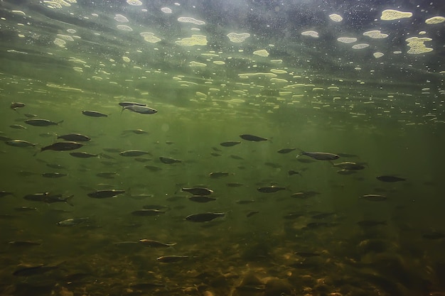 rebanho de pequenos peixes debaixo d'água, paisagem marinha de anchovas de peixes desolados de água doce