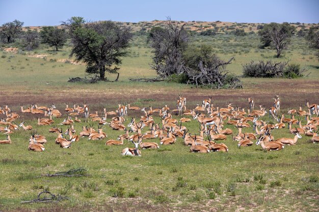 Foto rebanho de springbok em kalahari áfrica do sul vida selvagem