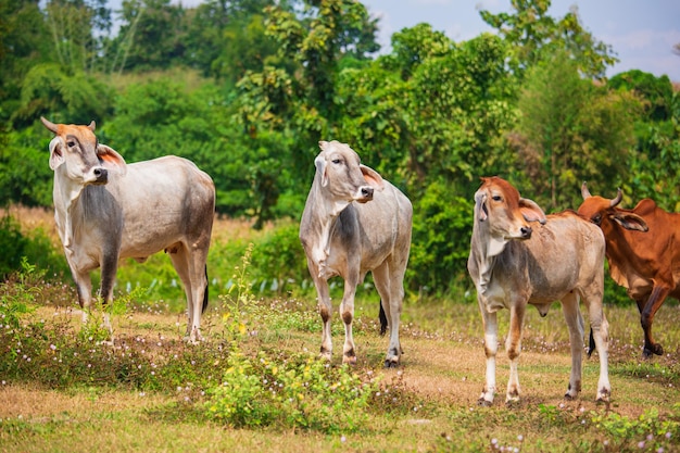 Rebanho de vaca em um campo