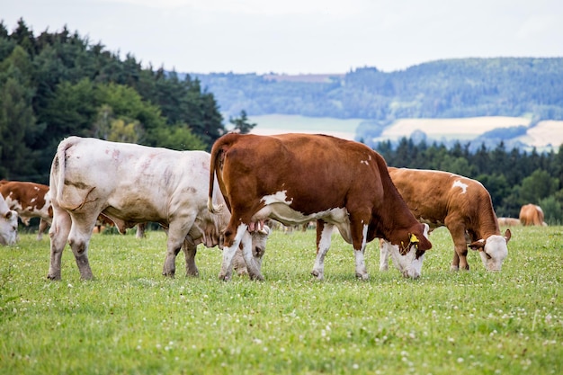 Rebanho de vacas em campo verde