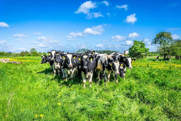 Rebanho de vacas em um campo gramado contra o céu