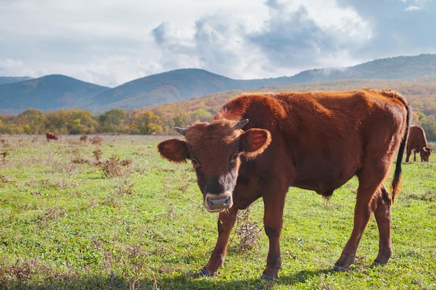 Rebanho de vacas em um campo verde de verão