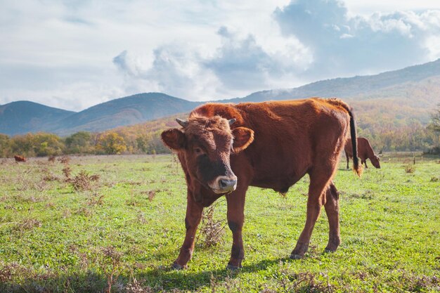 Rebanho de vacas em um campo verde de verão