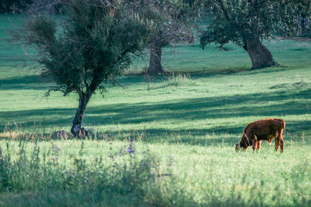 Rebanho de vacas em um prado ensolarado