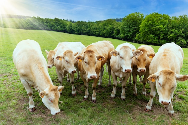 Rebanho de vacas em uma pastagem de verão