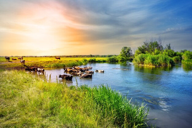 Rebanho de vacas emerge do lago ao pôr do sol