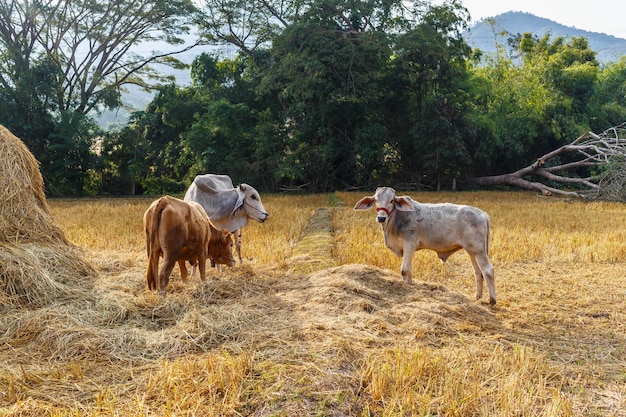 Rebanho de vacas estão pastando no prado.