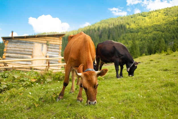 Rebanho de vacas leiteiras pretas e marrons pastando em um campo no pasto