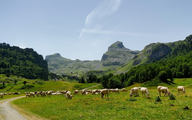 Rebanho de vacas nas pastagens alpinas