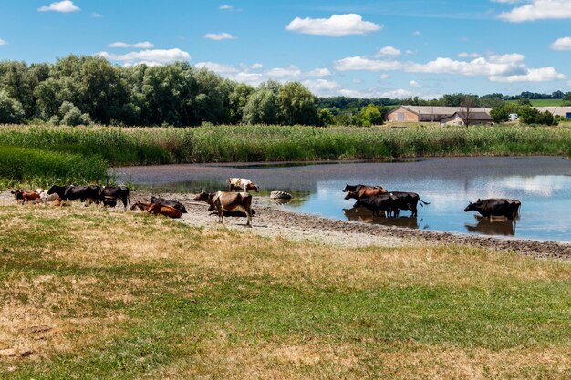 Rebanho de vacas no local de rega