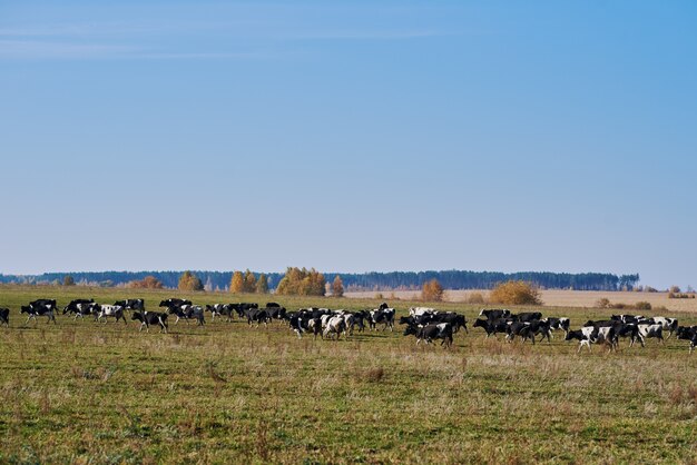 Rebanho de vacas pastando em campo verde