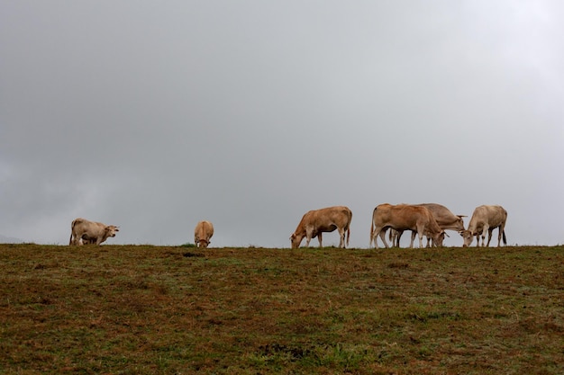 Rebanho de vacas pastando em um dia chuvoso com céu nublado