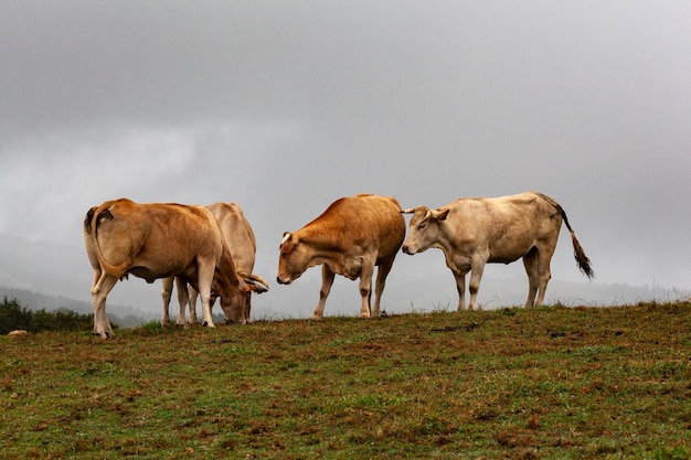 Rebanho de vacas pastando em um dia chuvoso com céu nublado