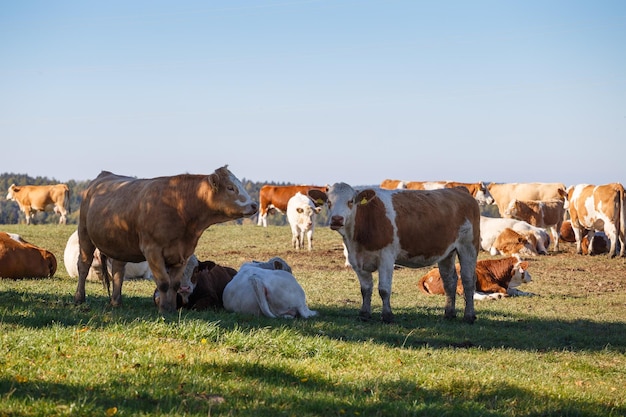 Rebanho de vacas pastando em um prado verde