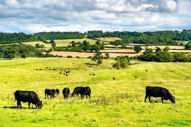 Rebanho de vacas pastando em uma pastagem na Inglaterra