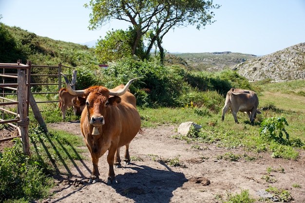 Rebanho de vacas pastando na grama