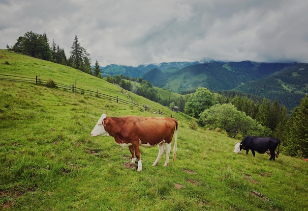 Rebanho de vacas pastando na montanha