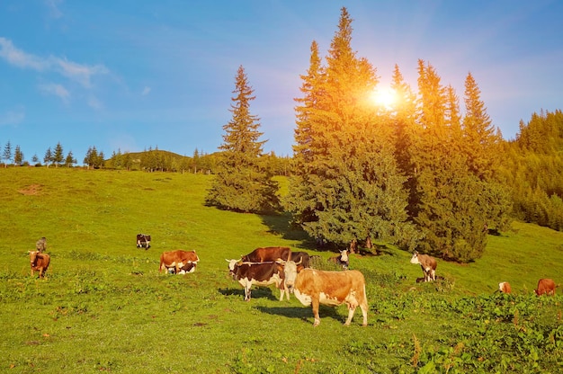 Rebanho de vacas pastando na montanha