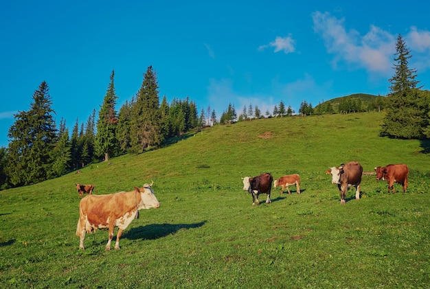 Rebanho de vacas pastando na montanha