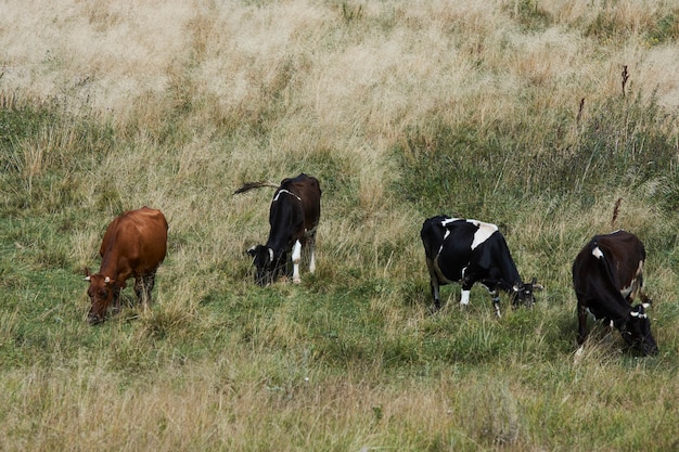 Rebanho de vacas pastando no campo de verão. vacas em uma fazenda