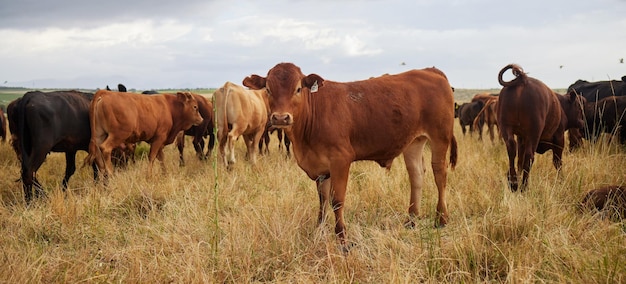 Rebanho de vacas pastando roaming e reprodução em campo de fazenda de gado e prado rural na zona rural Animais leiteiros bovinos e gado marrom na natureza pastagem e rancho para a indústria de carne bovina