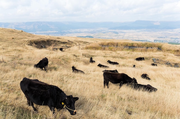 Rebanho de vacas