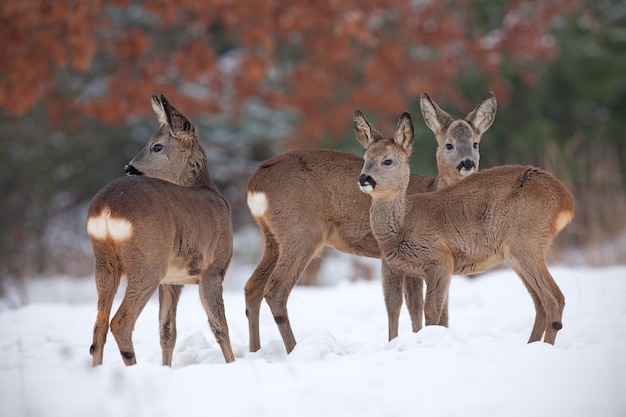 Rebanho de veados capreolus capreolus em neve profunda no inverno