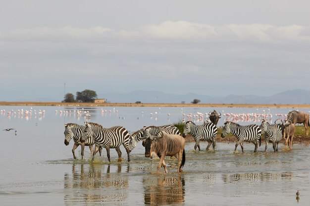 Foto rebanho de zebras e gnus na água