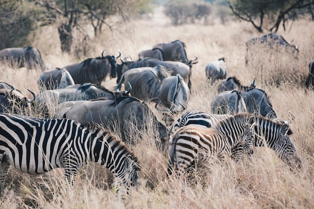 Foto rebanho de zebras e gnus no campo