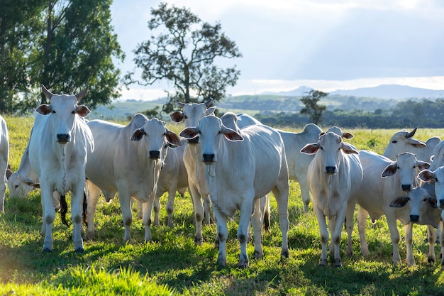 Foto rebanho nelore na pastagem da fazenda