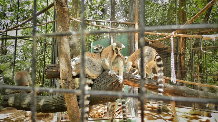 Foto rebanho no zoológico aberto