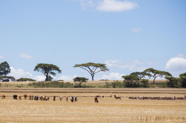 Foto un rebaño de animales están pastando en un campo con árboles en el fondo