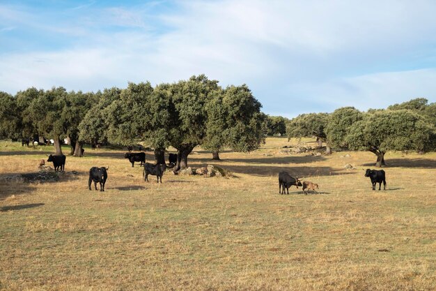 Rebaño de Black Angus de ganado vacuno pastando temprano en la mañana en un pasto de verano