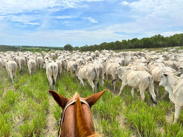 Rebaño de bovinos nellore en el proyecto de sistema de césped de alta intensidad Rancho de ganado